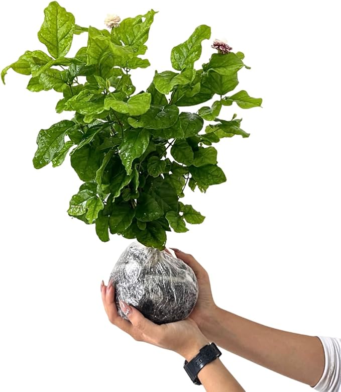 3 Grand Duke of Tuscany Jasmine Plants Live, 5 to 8 Inches Tall, Arabian Jasmine Vine Plant for Gardening and Outdoor Patio