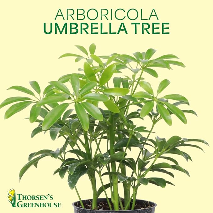 Thorsen's Greenhouse Live Arboricola Umbrella Tree Plant, Schefflera Arboricola, Natural Air Purifier, Easy to Grow, Live Indoor Houseplant, 4-inch Diameter (Blush)