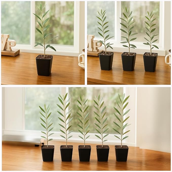 MYSHELFIE Dwarf Olive Tree Starter Plant, 2 Inch Pot, Indoor Outdoor Bonsai (3)