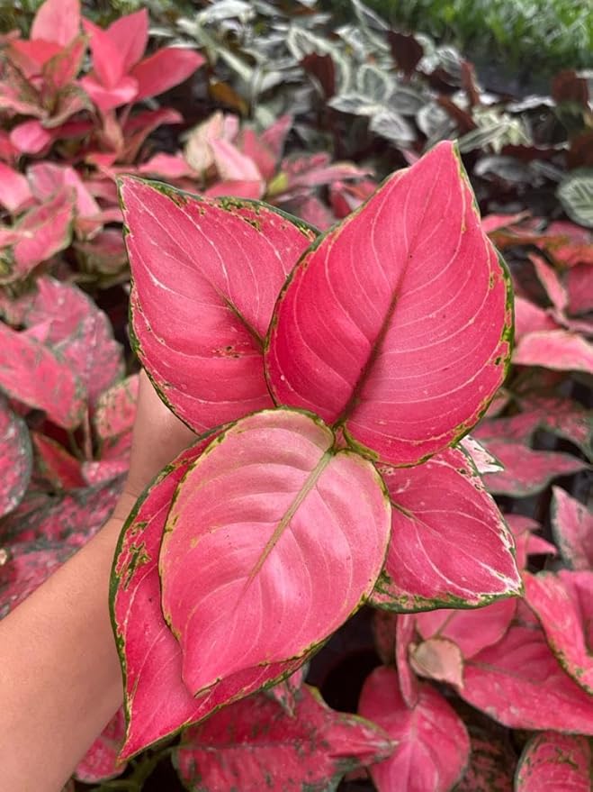 CoollectivePlants Aglaonema Chinese Evergreen ‘Cherry’ – Live Plant in 4″ Grower’s Pot, Aglaonema Live Plant, Easy Care Indoor Plant, Includes UniHeat Pack for Winter Protection