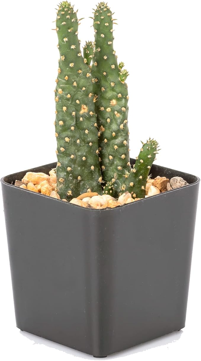 The Hydroponic City 2-Inch Square Nursery Pots, Pack of 100 with 5 Plant Stakes | Durable Black Plastic Seedling Pots with Drainage Holes | Ideal for Succulents, Cacti, Herbs, Starters | Made in USA