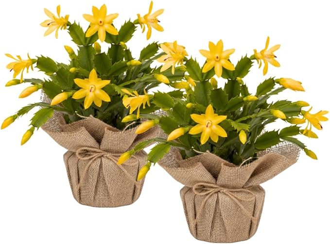 Set 2 Christmas Cactus Plants Live, Hanging Baskets Houseplants, Holiday Cactus Indoor Plants Live Well-Rooted 4-9" Tall, No Pot (Yellow)