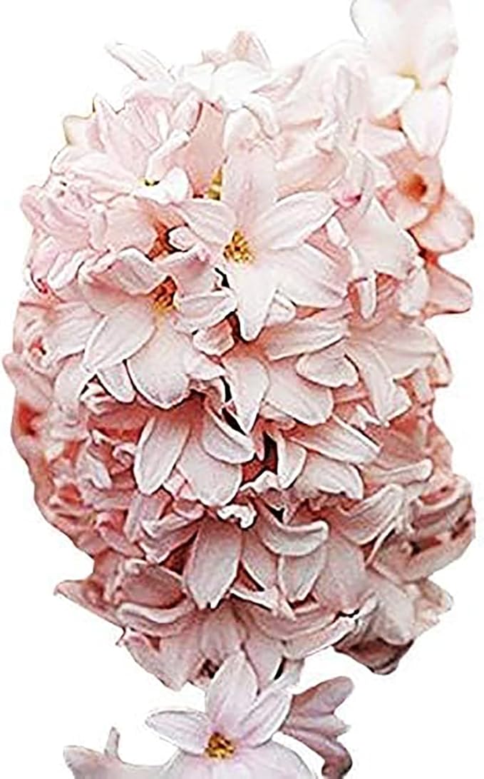 Marde Ross & Company 5 Cotton Candy Hyacinth Bulbs - Luscious Whisper Pink, 16-17 cm, Zones 4-10 (Pre-Chilling Required for Zones 8-10)