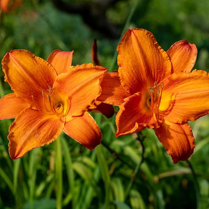 Mauna Loa Daylily Flower Bulbs – Tropical Orange Blooms – Drought-Tolerant, Rabbit-Resistant Perennial for Sun-Filled Gardens (Zones 3–9) Fall Planting Spring Blooming