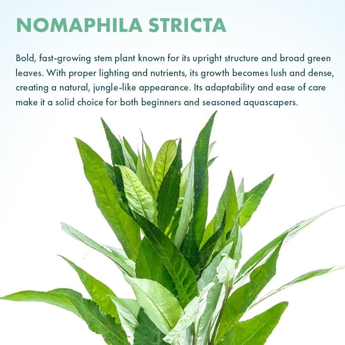 SubstrateSource Live Plant - Nomaphila Stricta - Easy Care, Moderate to High Light, Green Accent, Freshwater Aquatic Plant for Aquascaping - Lead Bunch