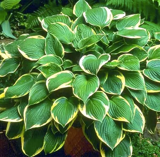 Aureo Marginata Hosta - Shade Plant 24" Tall - 36" Wide