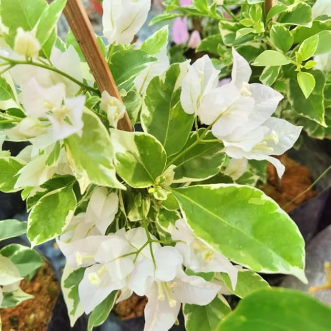 2 Bougainvillea Plants Live, Trailing Flowering Vines, 5-9” Tall, Well-Rooted Bougainvillea Trees for Outdoor Garden or Patio (Coconut Ice Bougainvillea)