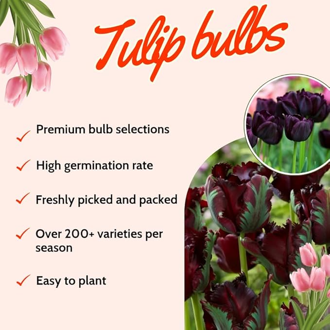 20 Tulip Bulbs for Fall Planting, Top Size Tulips Bulbs Perennial Flowers, Vibrant Spring Blooms, Easy Fall Planting (Black Tulip Collection)