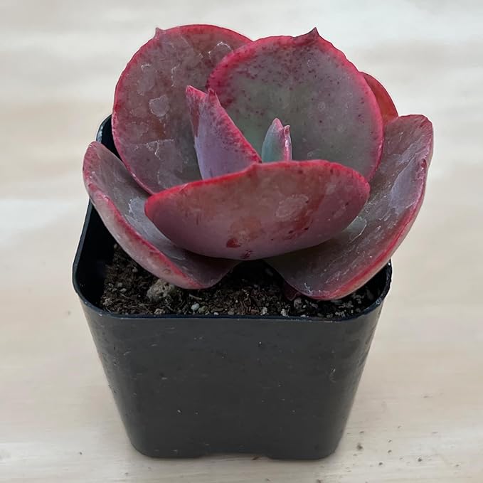 Sprout N Green Echeveria Big Red, Live Succulent Plant Fully Rooted in 2" Pots with Soil Mix, Real Houseplant for Indoor Outdoor Home Office Wedding Decoration Party Favor