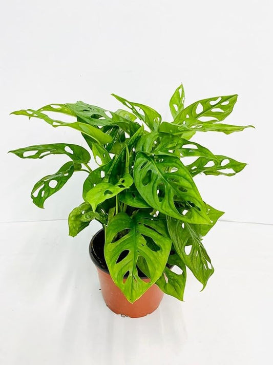 CoollectivePlants Monstera Swiss Cheese – Live Monstera Plant in 6″ Grower’s Pot, Monstera Adansonii Live Plant, Swiss Cheese Plant Indoor House Plants