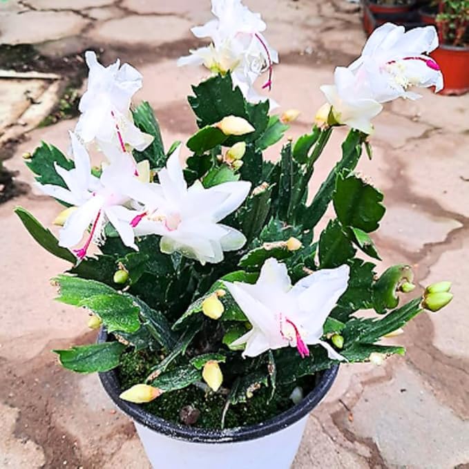 Set 2 Christmas Cactus Plants Live, Hanging Baskets Houseplants, Holiday Cactus Indoor Plants Live Well-Rooted 4-9" Tall, No Pot (White)