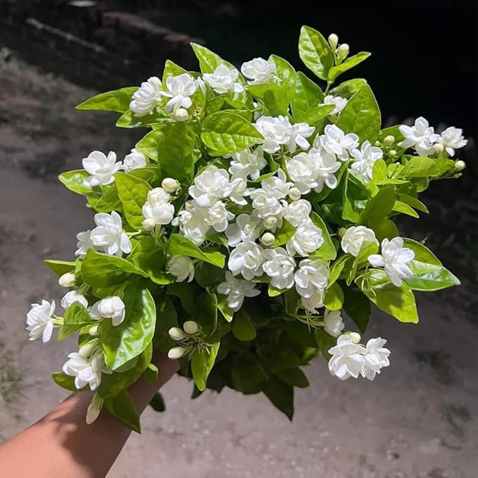 Jasmine Plants Live, Set 3 of Sambac Arabian Jasmine Live Plants, 5 Inches to 7 Inches Long, Plant for Indoors Or Outdoor Gardening