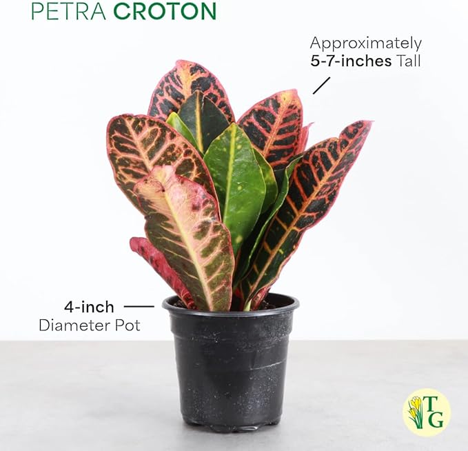 Thorsen's Greenhouse Live Petra Croton Plant, Codiaeum Variegatum, Colorful Foliage, Live Indoor Houselant (Nursery Pot, 4-inch Pot)