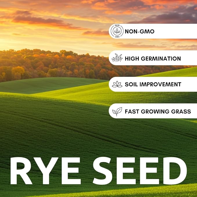 Perennial Ryegrass Seeds for Planting - Premium Quality Non-GMO Grass Seed for Lawns, Pastures, and Sports Fields (1/2 Pound)