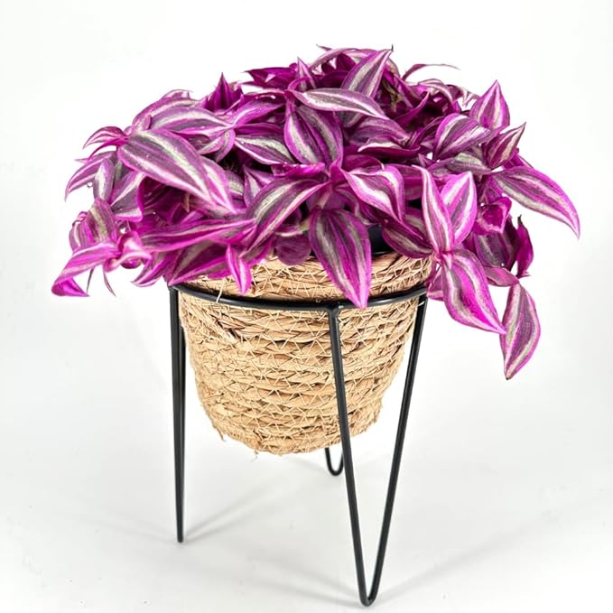 Pink Wandering Jew Live Plant, Tradescantia Zebrina Live Plant Indoors Outdoors, Purple Pink Paradise Leaves, Air Plant for Home and Office, 2" Pot