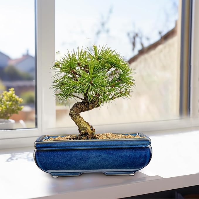 Succulent Planters Bonsai Pots for Live Bonsaii Trees Set of 2, 8.7" Large Ceramic Shallow Pot for Succulents Indoor with Drainage Hole, Outdoor Cactus Plant Bonsai Pots, Ceramic Flower Pot