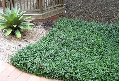 (3) - Asian Jasmine Vine - Starter Plants (4in) - (Pack of 3)