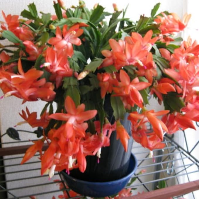 1 Thanksgiving Christmas Cactus Plants Live in 4" Pot, Houseplant Holiday Cactus, Vibrant Single Color Blooms Indoor Outdoor, Zygocactus Like, Winter Hardy (Orange)