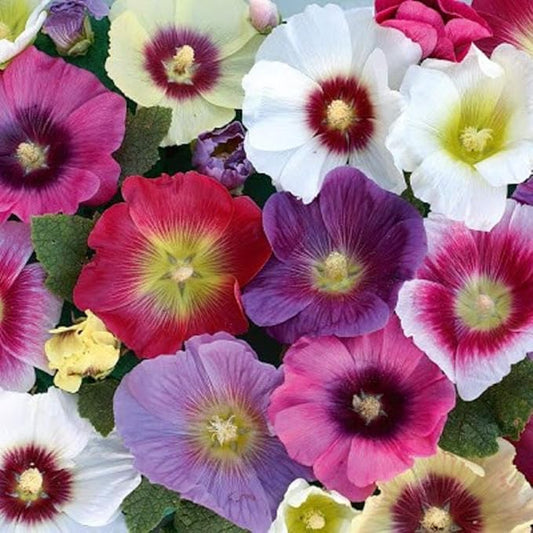 Hollyhock Mixed Flower Seeds, 25 Count COOL BEANS N SPROUTS Brand. Home Gardening.