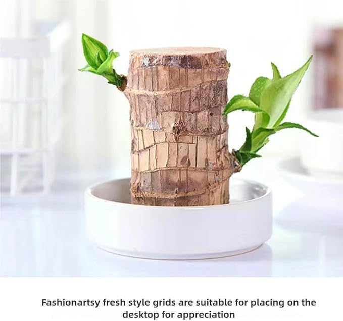 Brazilian Lucky Wood Plant, Brazilian Wood with Energy Crystals, Low-Light Office, Bedroom Decor, Home Good Luck Decor (Panda)