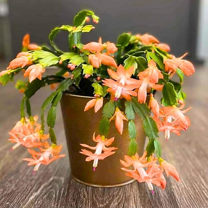 Thanksgiving Cactus Live Plant in 4" Pot, Holiday Christmas Cactus Plants Live, Winter Bloom, Indoor Planting, Ready to Blooms (Peachy Yellow)