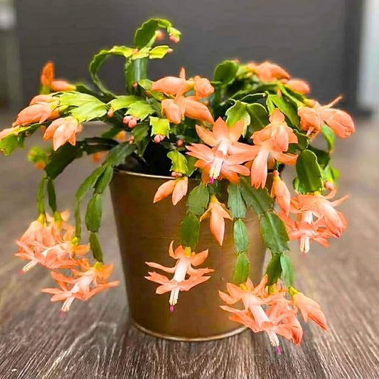 Thanksgiving Cactus Live Plant in 4" Pot, Holiday Christmas Cactus Plants Live, Winter Bloom, Indoor Planting, Ready to Blooms (Peachy Yellow)