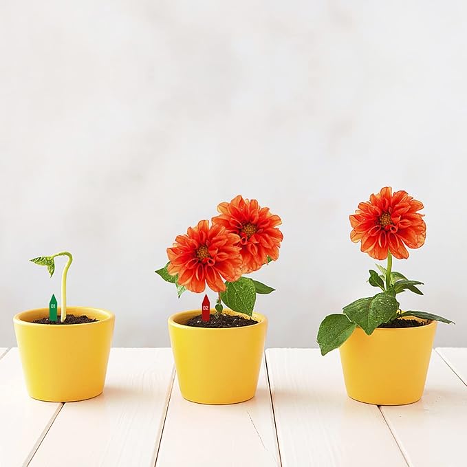 KINJOEK 1200 PCS 2 x 0.4 Inch Colored Plant Labels, Plastic Plant Tags and Labels for Garden, Plant Name Label Bulks for Seeding Potted Plants Nursery Bonsai Gardening Herbs Flowers, 6 Colors