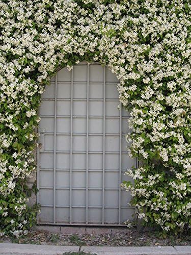 Jasmine Confederate | 10 Live Plants | Trachelospermum Jasminoides | Fragrant Easy to Grow Vine Showy Blooms