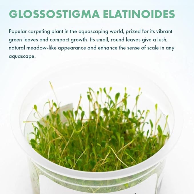 SubstrateSource Live Plant - Glossostigma elatinoides - Foreground Carpeting Plant with Bright Green Leaves, Snail-Free in Vitro Aquarium Plant - Tissue Culture