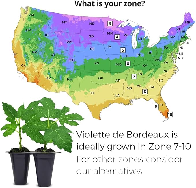 Violette de Bordeaux Fig Trees Live Plants – Set of 4 Starter Fig Plants – Compact, High-Yielding Variety with Rich, Sweet Fruit – Ideal for Containers and Small Gardens – Cold Hardy and Easy to Grow