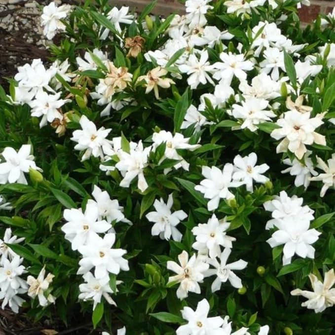 Cape Jasmine Plant Live, Frostproof Jasmine Live Plants, Gardenia Plant Live Climbing Vine No Pot Indoor Outdoor Fragrant Flower Garden Planting