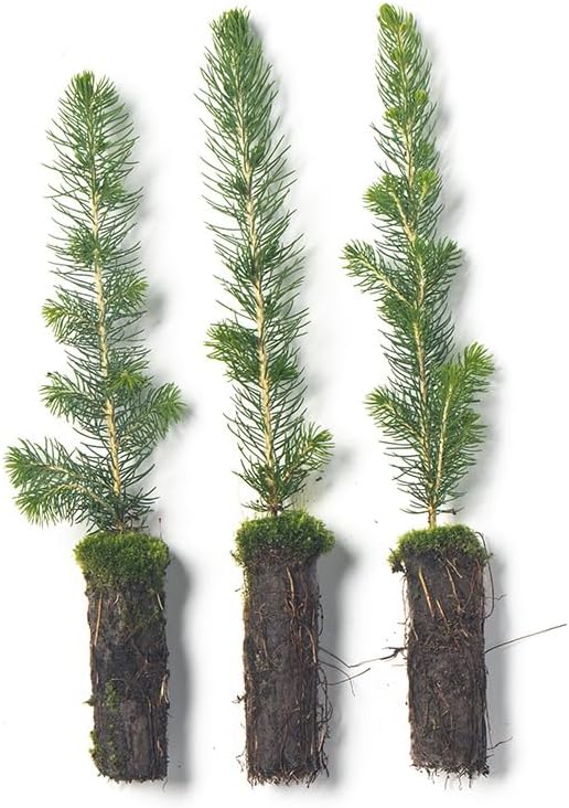 White Spruce Live Tree Seedling Plugs | 6"-12" | Arbor Day Foundation (3-Pack)