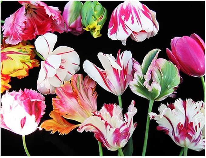 5 Pink Vision Parrot Tulip Bulbs – Stunning Pink Blooms with Fringed Petals – Unique Parrot Tulips for Spring Gardens – Hardy & Easy to Grow Perennial Tulips