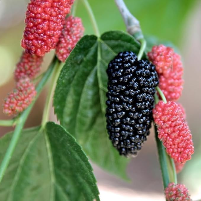 Mulberry Tree Live Plant, 5 to 8 Inch Tall, Sweet Mulberry Plant Live Seedling, No Pot, Edible Mulberries Fruit Tree Plant (Illinois Everbearing Mulberry)