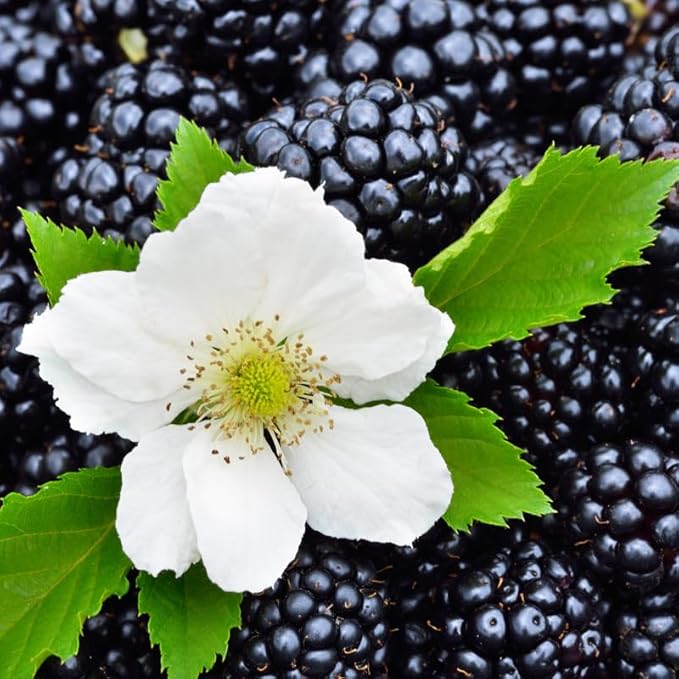 BlackBerry Plants Triple Crown (4 Pack) Live for Sale | Easy to Grow Plants | Edible Fruit Plant for Sustainable Living | Grow Your own Food on Your Organic Garden | Live for Planting |
