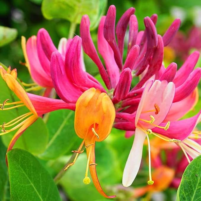2 Mix Honeysuckle Plants Live, Fragrant Honeysuckle Climbing Vine for Garden, Trellis, or Fence, Starter Plugs 4-8 Inch (Mix Blooms)