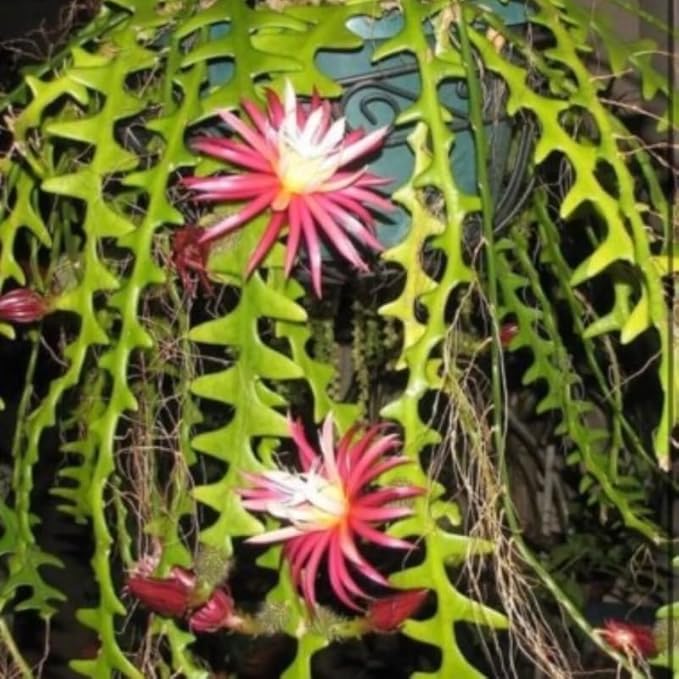Fishbone Cactus Live Plant, Epiphyllum Flower Cactus in Pot, 4 to 8 Inch Tall, Perennial Well Rooted Plants