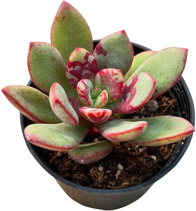Sprout N Green Echeveria Huadan in 2 inch Starter Pot, Rare Live Succulent Plant Fully Rooted with Soil, Home Office Indoor Outdoor Wedding Decoration DIY Projects Party Favor