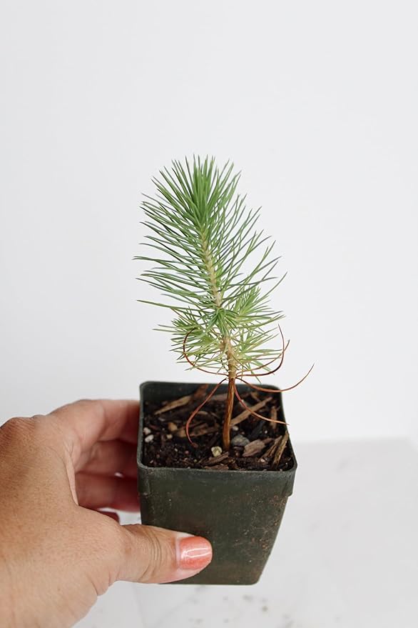 Generic Mini Bonsai Tree Starter Plant Gift Pinus Eldarica Aleppo Pine Afghan Pine Live Tree Pine Zen Garden House Plant Outdoor Plant 2 inch Pot (1), Green