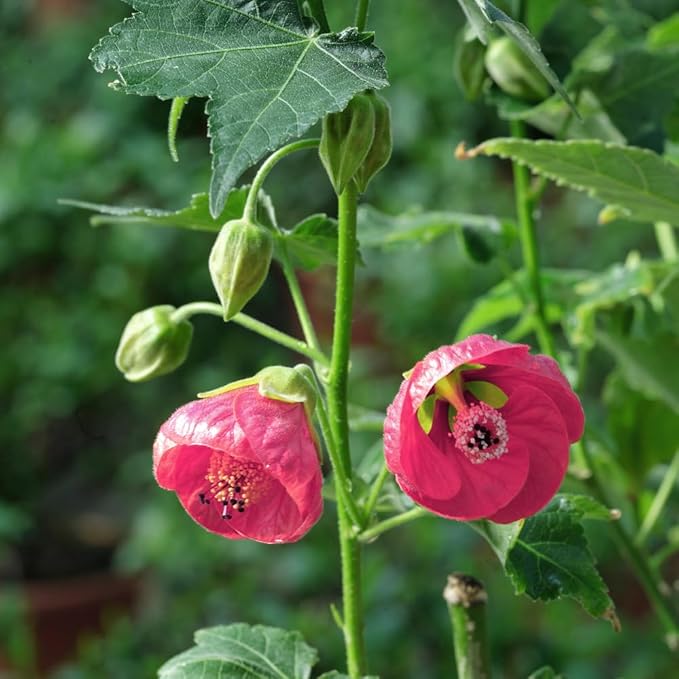 2 Abutilon Plants 5-9 Inches Tall - Lantern Trees Perfect for Enhancing Your Indoor and Outdoor Garden - Trailing Hanging Flower Vine (Pink Abutilon)