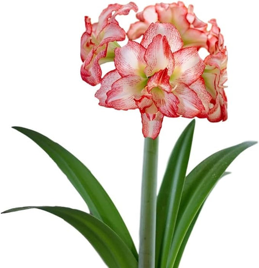 Easy to Grow Amaryllis Double Record 1 Plant Bulb - Large Red & White Double Flowers for Holiday Indoor & Outdoor Zones 9-11