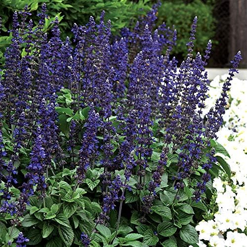 Park Seed Big Blue Salvia Seeds, First Interspecific Blue Sage from Seed, Nonstop Blooms Without Deadheading, Heat and Pollinator Friendly, Pack of 10