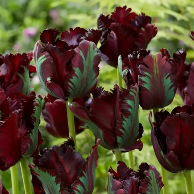 20 Tulip Bulbs for Fall Planting, Top Size Tulips Bulbs Perennial Flowers, Vibrant Spring Blooms, Easy Fall Planting (Black Tulip Collection)