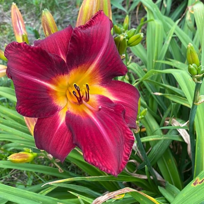 3 Red Daylily Bulbs for Planting, Reblooming Daylilies Bulbs, Perennial Flowers Bulbs