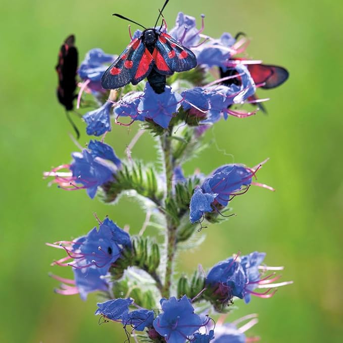 1000 Wild Vipers Bugloss Seeds Meadow Wildflower Blue Echium Vulgare Plant Seeds for Planting