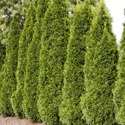 Four Pack of Emerald Arborvitaes - Evergreen Privacy Hedge - 4 Live Plants Shipped 1 to 2 Feet Tall by DAS Farms (No California)