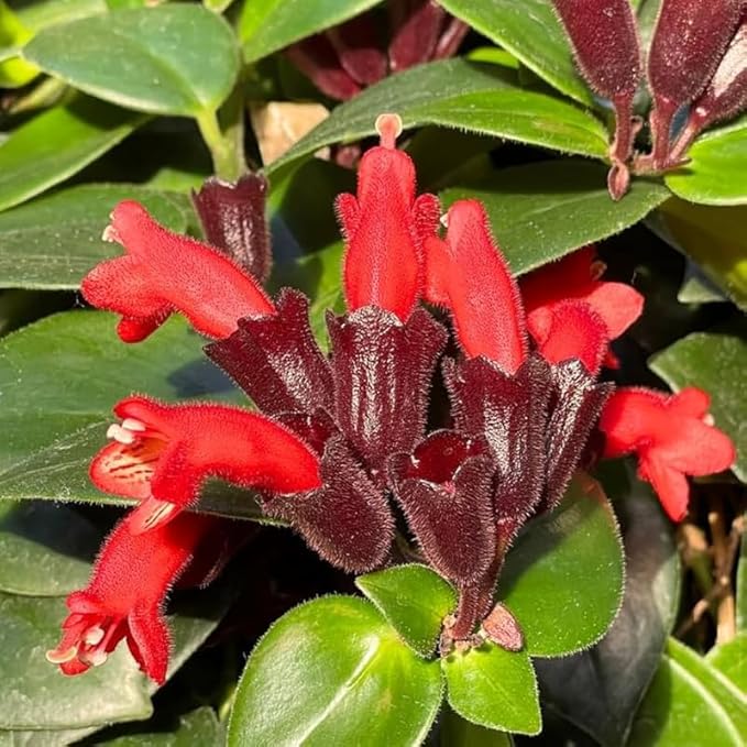 Scarlet-Red Lipstick Plans Live Houseplants in Pot, Aeschynanthus Red Flower Vine Décor Office, Desk Indoor Outdoor Growing