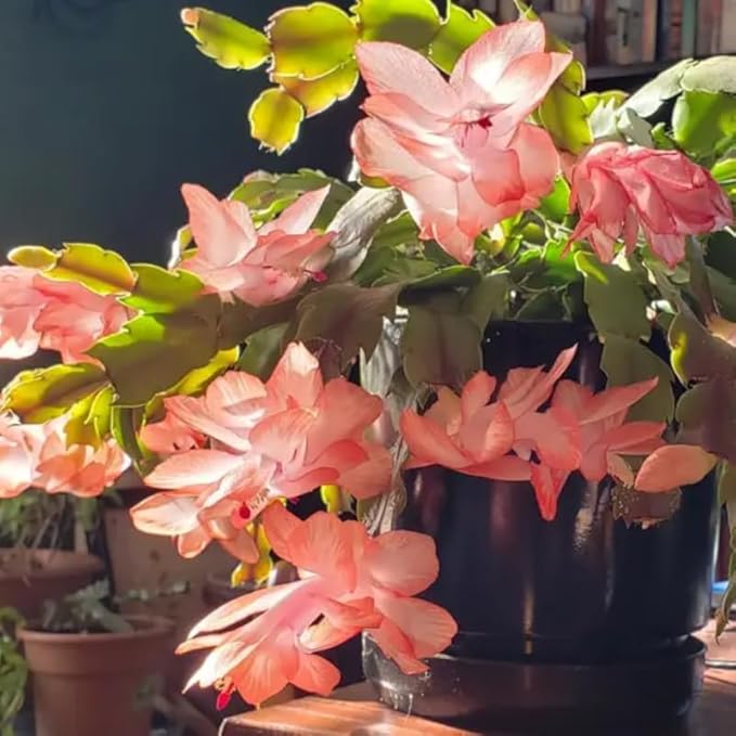 2 Christmas Cactus Plants Live, Starter Holiday Thanksgiving Cactus Plant for Indoor Outdoor Houseplants, Fasle Easter Cactus Plants Like, Cold Hardy, 5-9" in Tall, No Pot (Salmon)