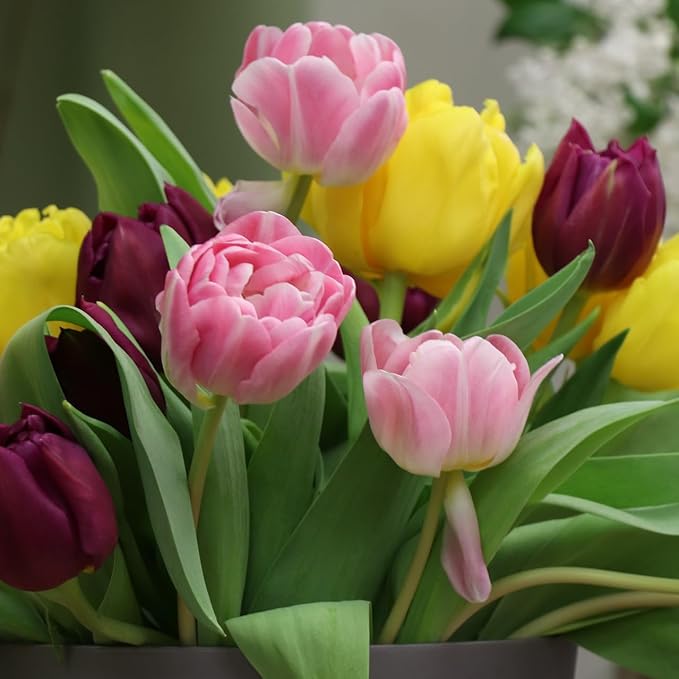 Peony-Style Double Bloom Tulips-10 Bulbs–Red, Pink, White, Yellow & Orange Premium Flowers | Late Blooming Spring Perennials for Gardens & Containers – Zones 3–8 (10 Colorful Mixed Tulip Collection)