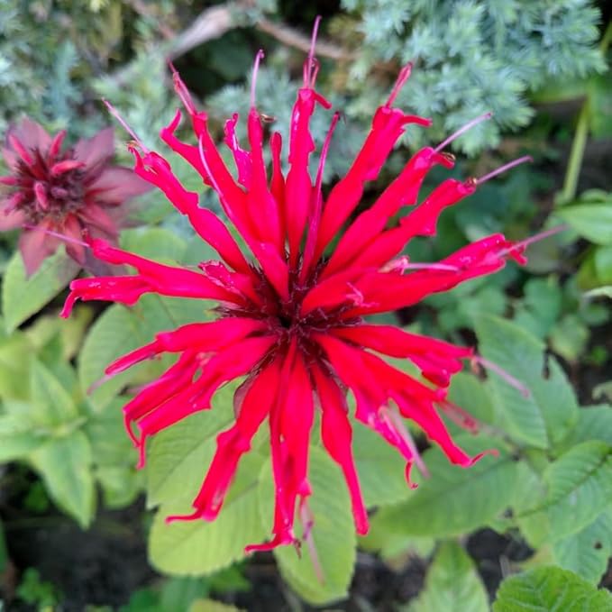 Red Bee Balm Live Plant, Perennial Garden Flower Plant, 3 to 6 Inch Tall Plant